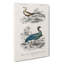 Bird Illustrations PL. 10 by Charles D' Orbigny - Wrapped Canvas Painting-55363348