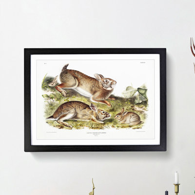 Grey Rabbits by J.W. Audubon - Picture Frame Painting Print