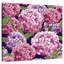 Hortensias roses et mauves Harnek-109215779