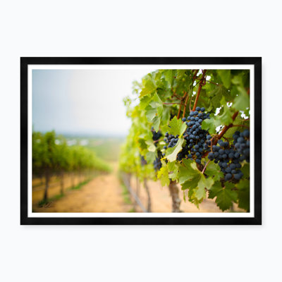 Grapes in The Vineyard Framed Photographic Print