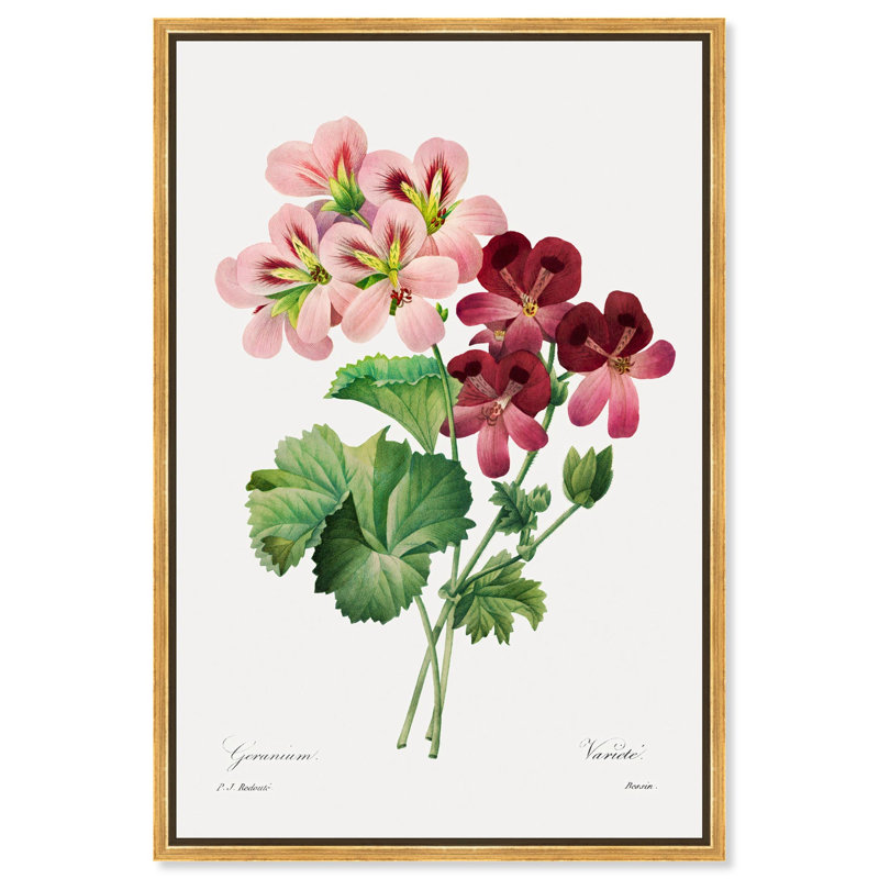 Art Remedy, impressions sur toile, géranium, 1827, Cadre flottant doré, H 46 po x l 31 po