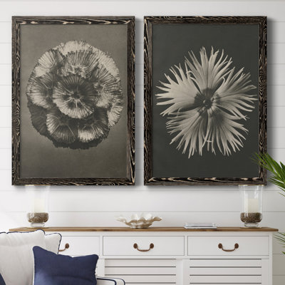 «Blossfeldt Flower II», toile encadrée de qualité supérieure - prête à être accrochée