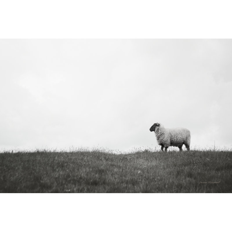 «Islay Sheep II» par Laura Marshall, reproduction de photo de pastorale douce avec quincaillerie de fixation, Non