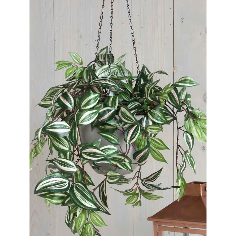 Tradescantia 25cm Plant