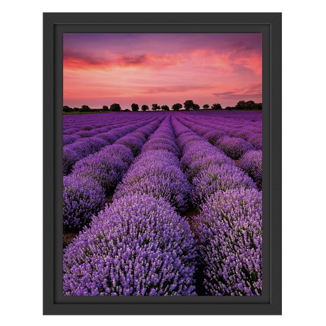 Gerahmtes Wandbild Wunderschöne Lavendel Provence