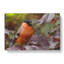 Bullfinch Bird - Wrapped Canvas-61848261