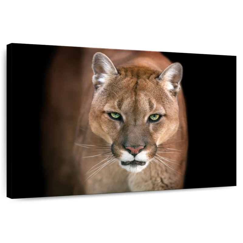 Brampt Fierce Puma, 20" H x 30" W