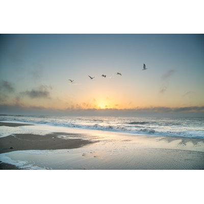 Seagulls at Edisto Island - Photographie sur toile tendue