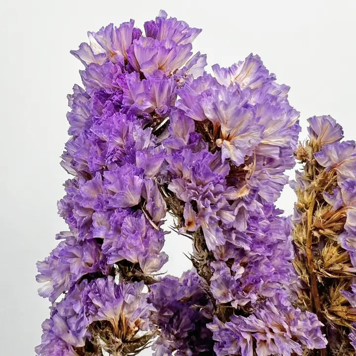 Modern Art Preserved Myosotis Stems, Purple