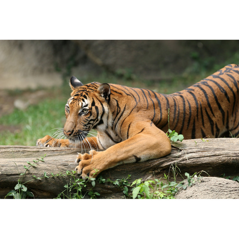 Tiger Claws par Thedman, H 24 po x l 36 po