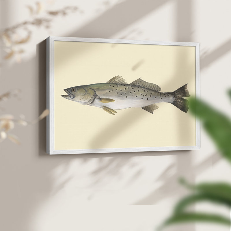 Saltwater Species II -Framed Print - Restickable, H 8 po x l 10 po, Blanc