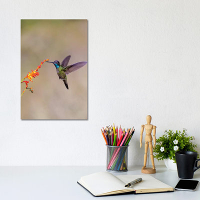 Central America, Costa Rica. Male talamanca hummingbird feeding. 1 Piece Wrapped Canvas Wall Art