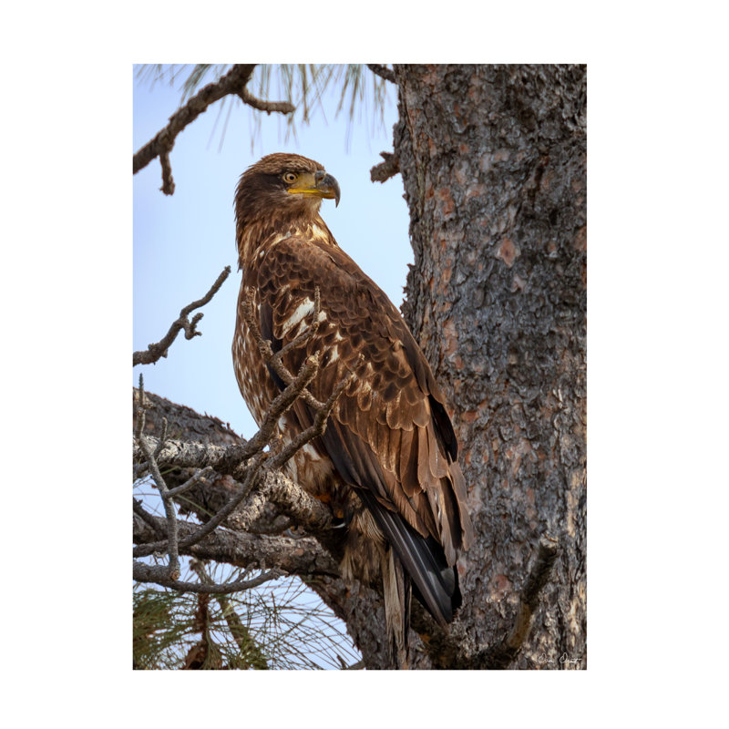 «Juvenile Bald Eagle» par David Drost, reproduction sur toile tendue, H 24 po x l 18 po