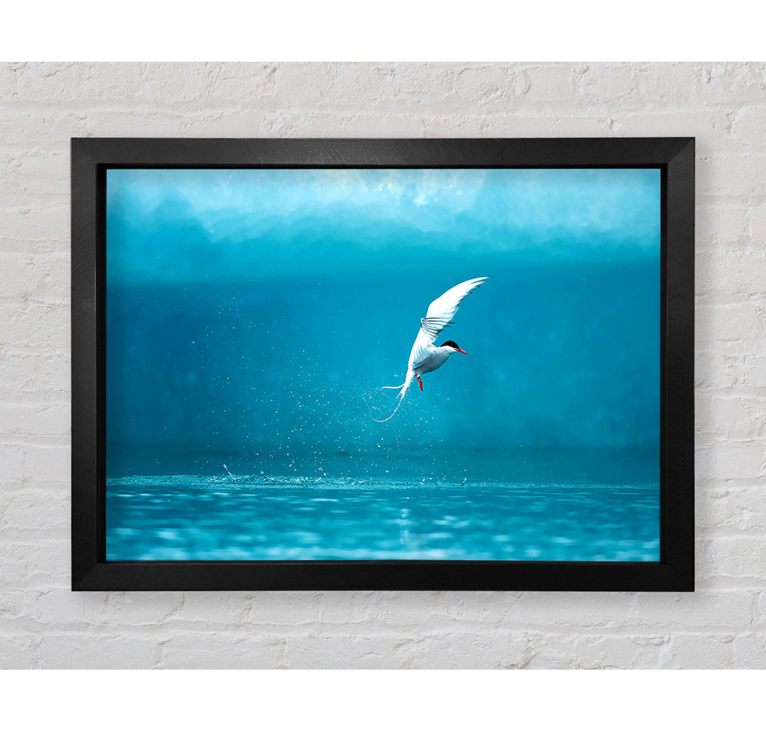 Gerahmtes Leinwandbild Arctic Tern