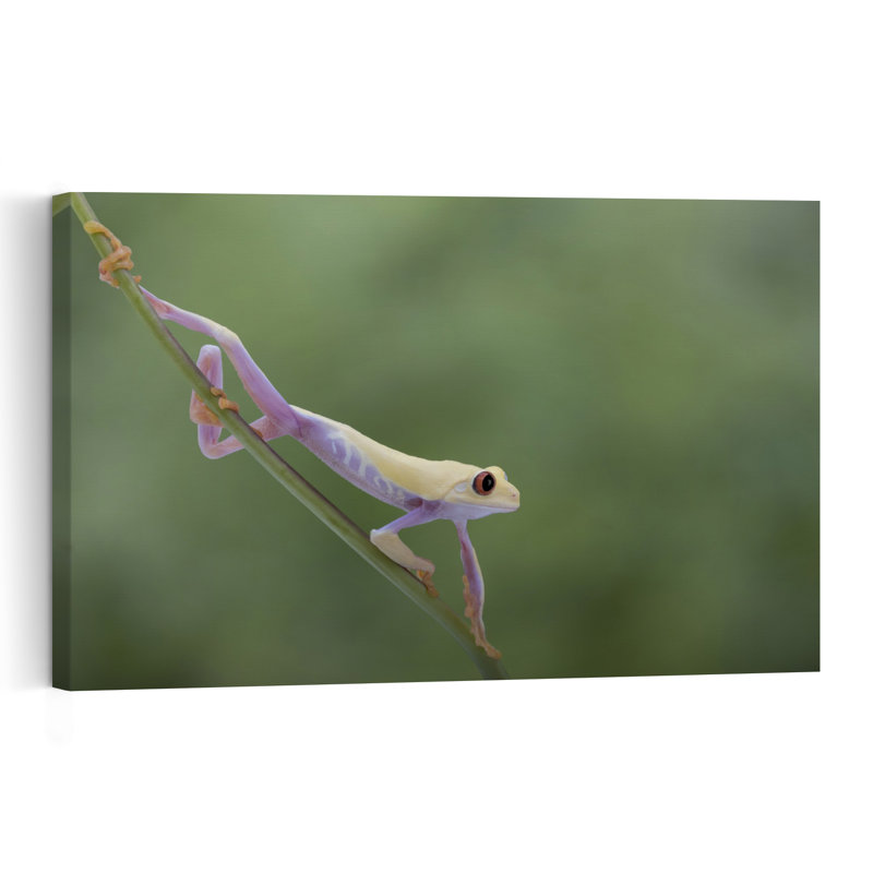 Red-Eyed Tree Frog Colorful Delicate Vibrant Frog Nature Plant Wall Art Print 1 Piece Wrapped Canvas Wall Art
