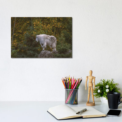 Mountain Goat High by Louis Ruth - Wrapped Canvas Print