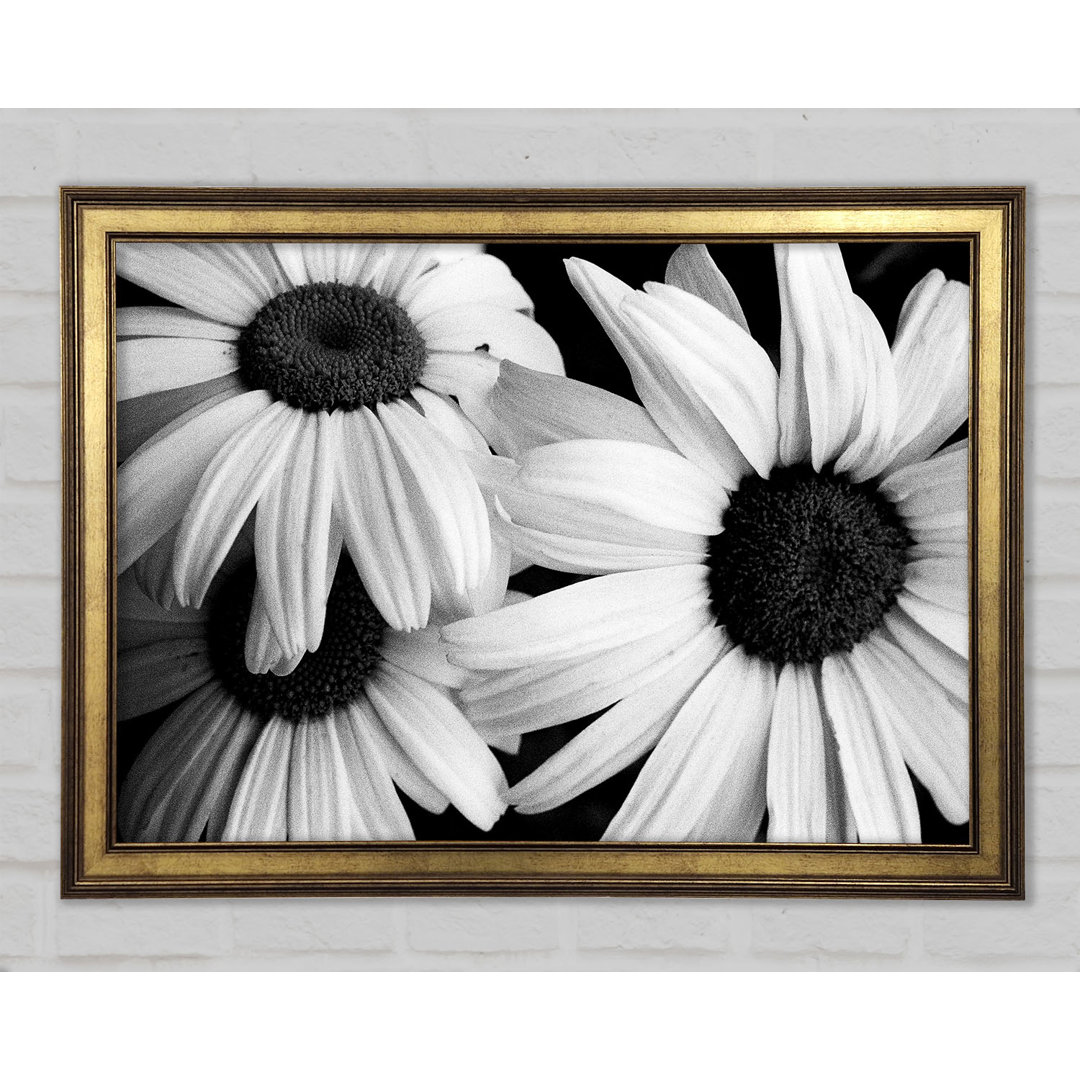 Daisy Petal Beauty B N W - Druck