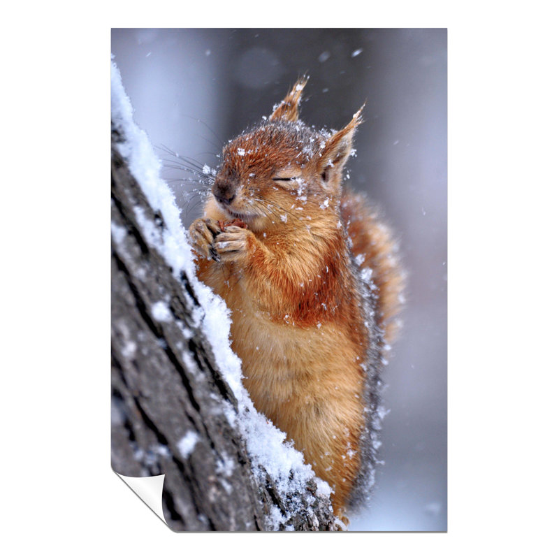 Chilly Cute Red Squirrel Wildlife - No Frame Print, 76cm H x 51cm W