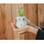 12.7cm Plant