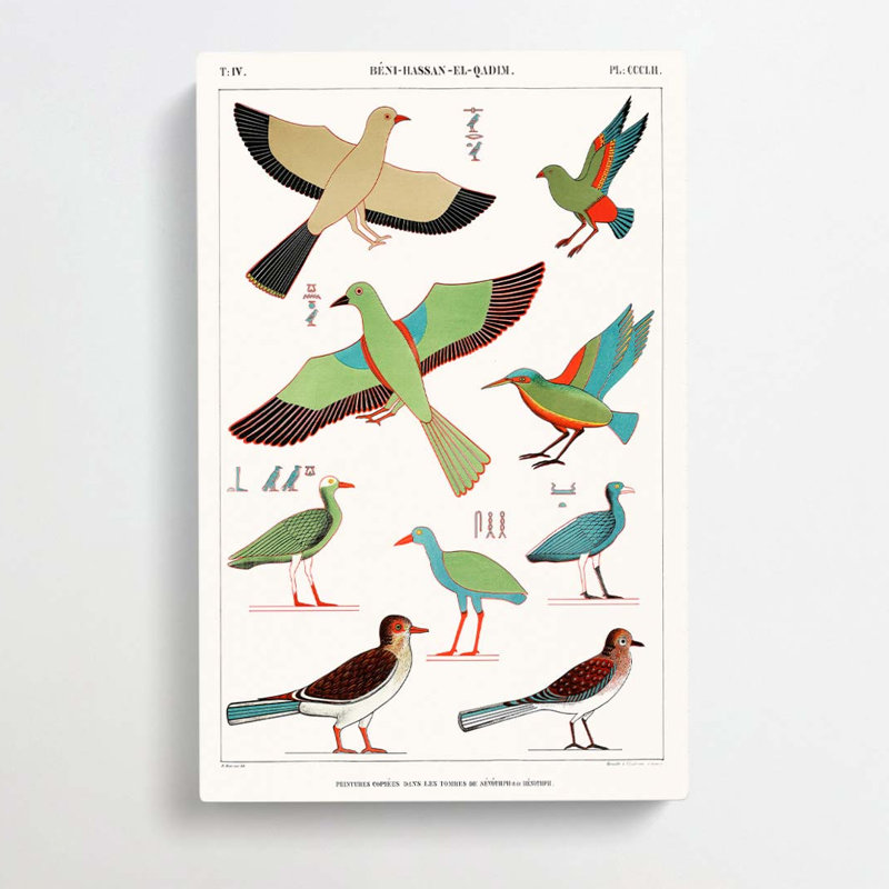 Bird Illustrations by J.F. Champollion - Wrapped Canvas, 60cm H x 40cm W 