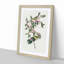 Nashville Warbler Birds by John Audubon - Picture Frame Painting Print-55577171-55577170