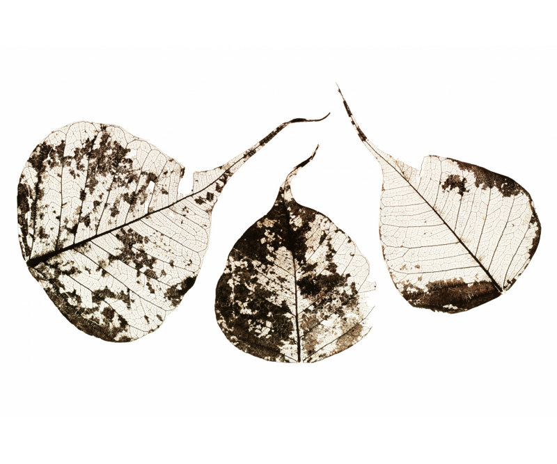 Wrapped Canvas Print, 50.8 cm H x 76.2 cm W