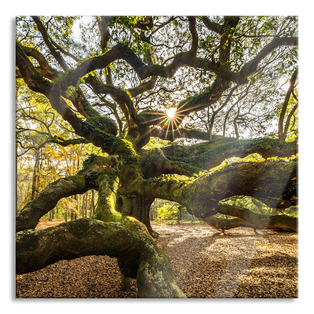 Glasbild Gigantisch verzweigter Baum