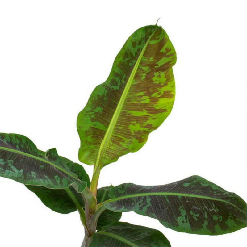 Flowering American Plant Exchange Banana Live Plant, Dwarf Cavendish, 6-Inch Pot, Fruiting Houseplant