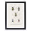 Beetle Illustrations PL.8 by Charles D'Orbigny - Single Picture Frame Print-55543857-55543856