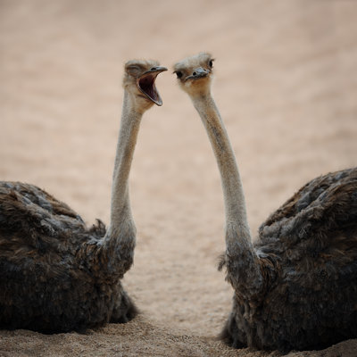 CanÂ´t You Hear Me? by Freder - No Frame Art Prints on Canvas