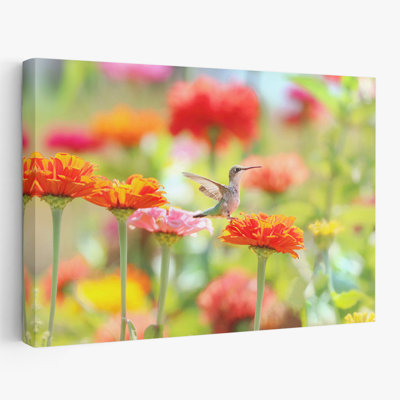 Sugar Fairy - Photographie florale et de nature morte, animaux, faune