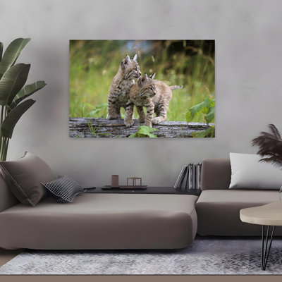 Deux jeunes lynx roux sur un rondin, lynx, rufus, art contemporain de chat, art mural
