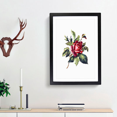 Red Rose Illustration - Framed Print