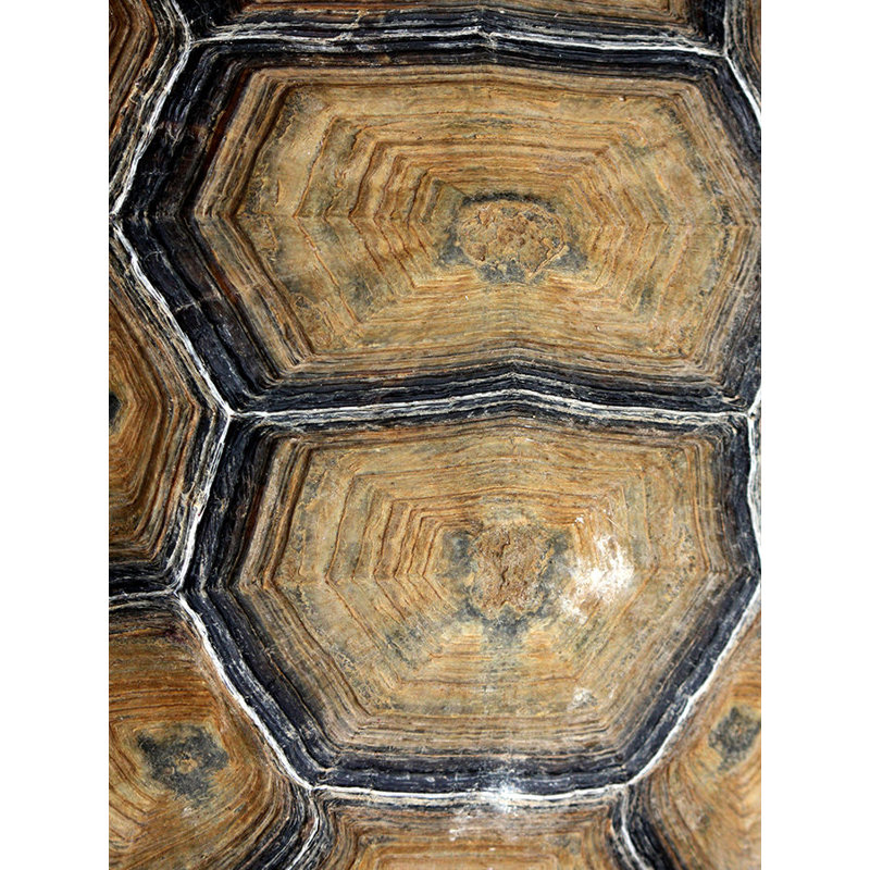 Carapaced Motif IV Print by Austin Beiv, Outdoor, 53" H x 40" W