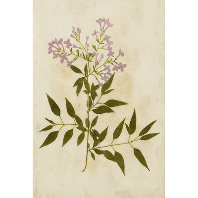 Botanical Impression V - Painting Print