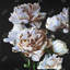 Pivoines à motif floral et botanique sur toile blanche - Décoration intérieure