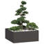 Planter 100X100Cm Steel-38147120-38147134