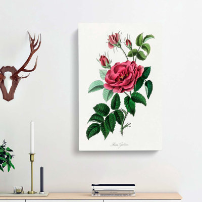 French Rose Illustration - Wrapped Canvas Painting