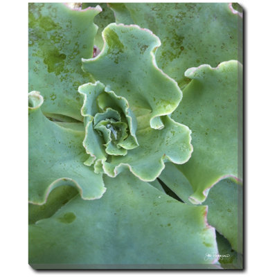 «Succulent Center 3» par Joe Ruggiero, reproduction de photo sur toile tendue
