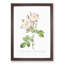 Damask Rose in White & Pink by Pierre-Joseph Redoute - Picture Frame Painting Print-55491027-55491031