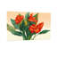 Plantes et fleurs Fleurs rouges éclatantes avec feuilles vertes-758284133-758284129-758284128