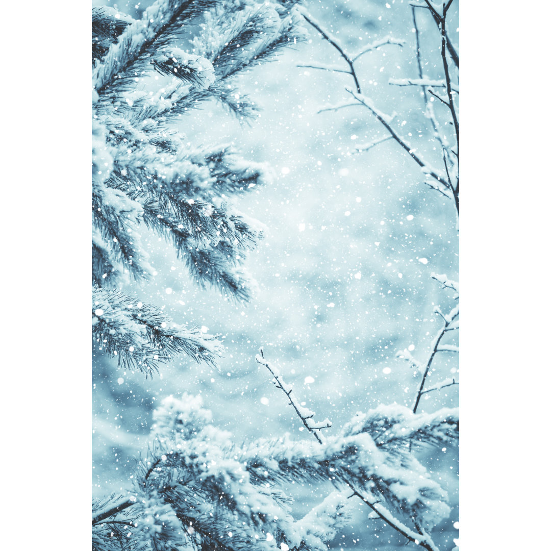 Frosted Pine Branches von Andrey Danilovich - Kunstdrucke auf Leinwand ohne Rahmen