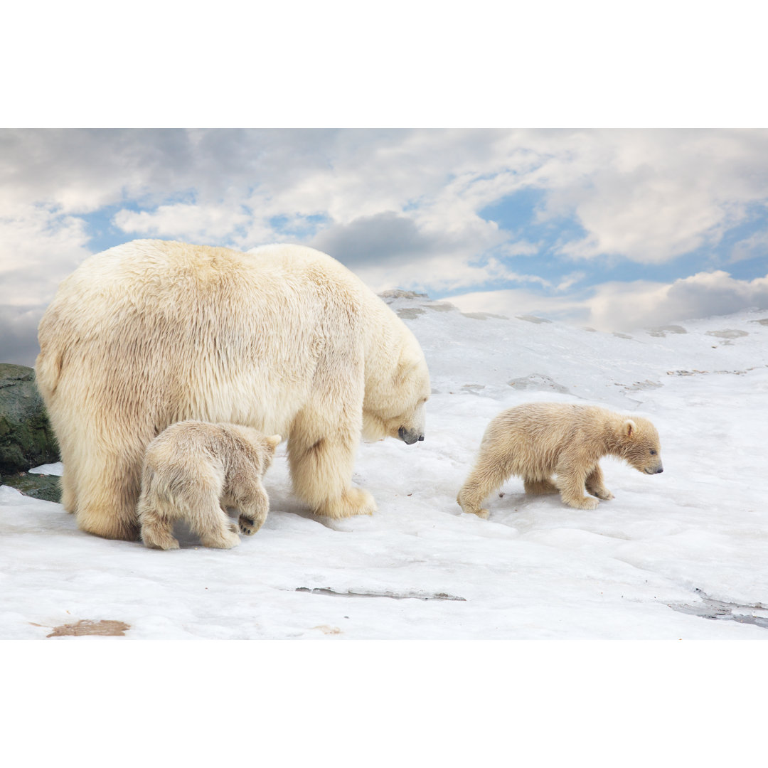 Polar Bear With Cubs by Lenorlux - Wrapped Canvas Print