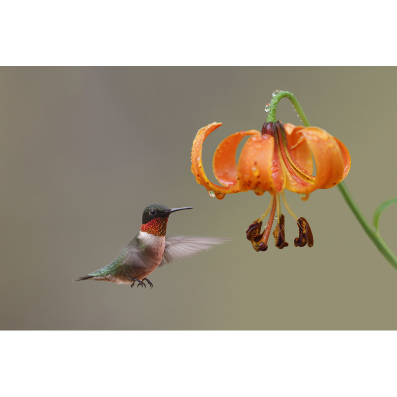 " Ruby-Throated Hummingbird " by Brianlasenby, 12" H x 8" W  