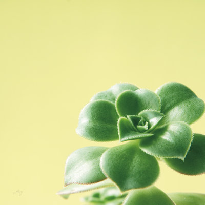 Succulent Simplicity VIII by Felicity Bradley - Wrapped Canvas Print