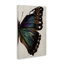 Toile d'aile de papillon classique par Melissa Wang-954660954