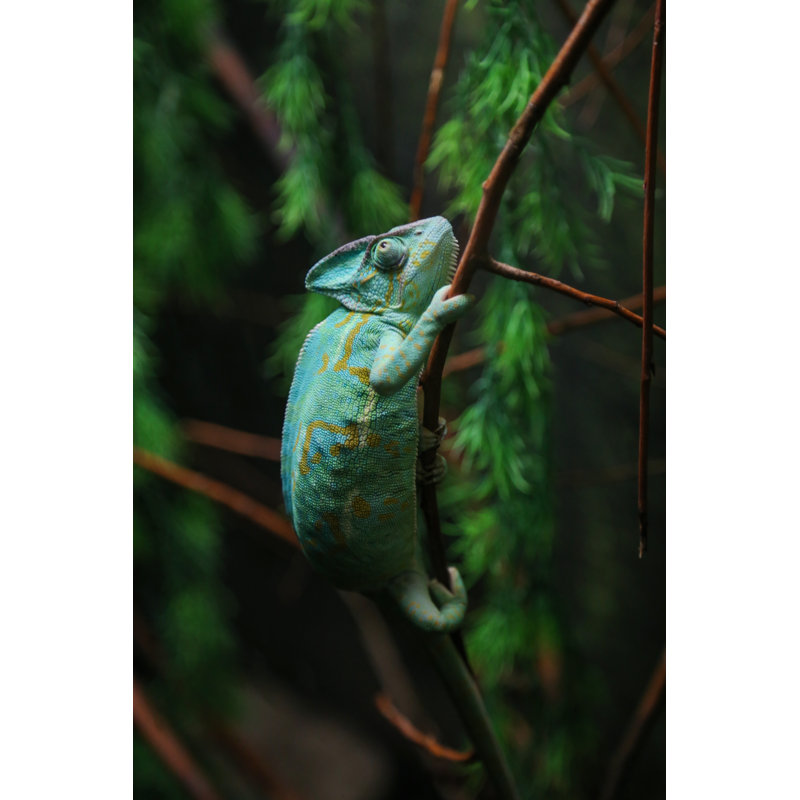 Green Chameleon Sitting on Plant Stalk 1 Piece Wrapped Canvas Wall Art, 46cm H x 30cm W x 3.8cm D