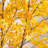 Autumn Maple Artificial Fall Tree-1104658947
