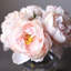 Arrangement floral pivoine dans un vase Blush Real Touch-219012822