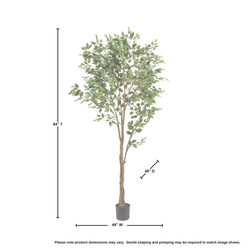 Ficus 84 po en pot